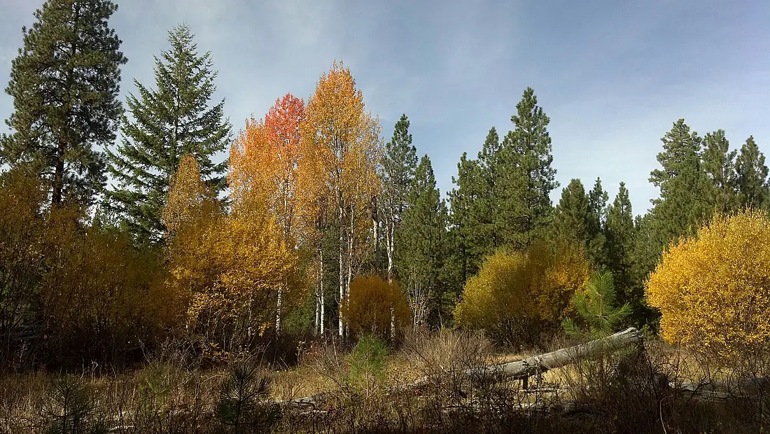 Aspen in Fall Color, Wallowa-Whitman National Forest (26776502096)