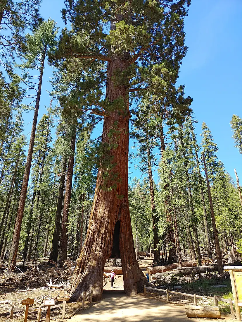Tunnel tree at Yosemite National Park 20220524 145321 copy