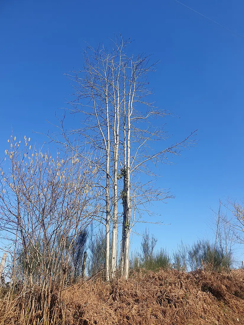Isolated silver birch in Wentwood Forest