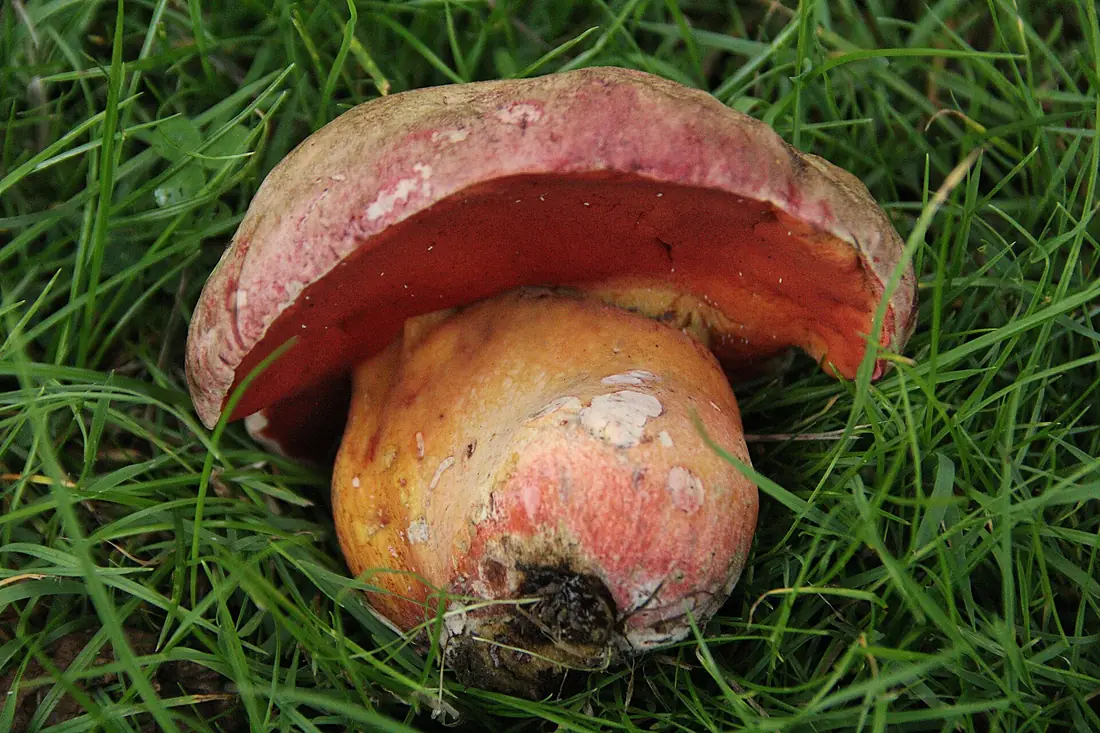 R. legaliae from Windsor Great Park, Berkshire