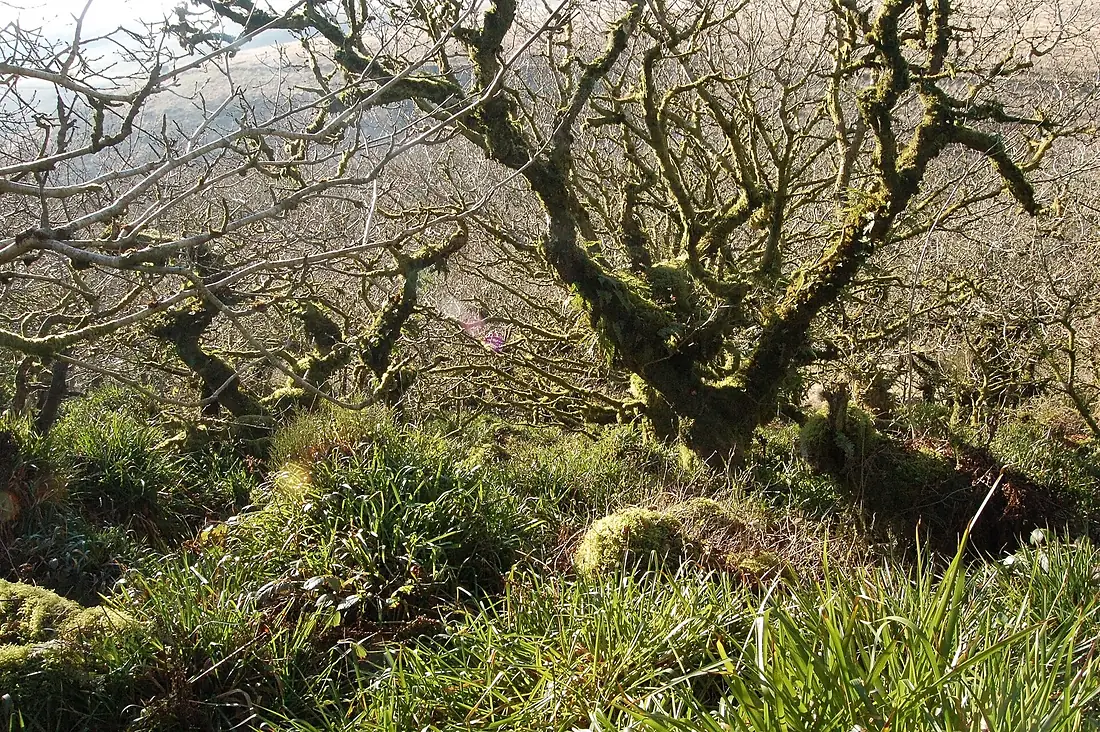 Wistman's Wood Feb
