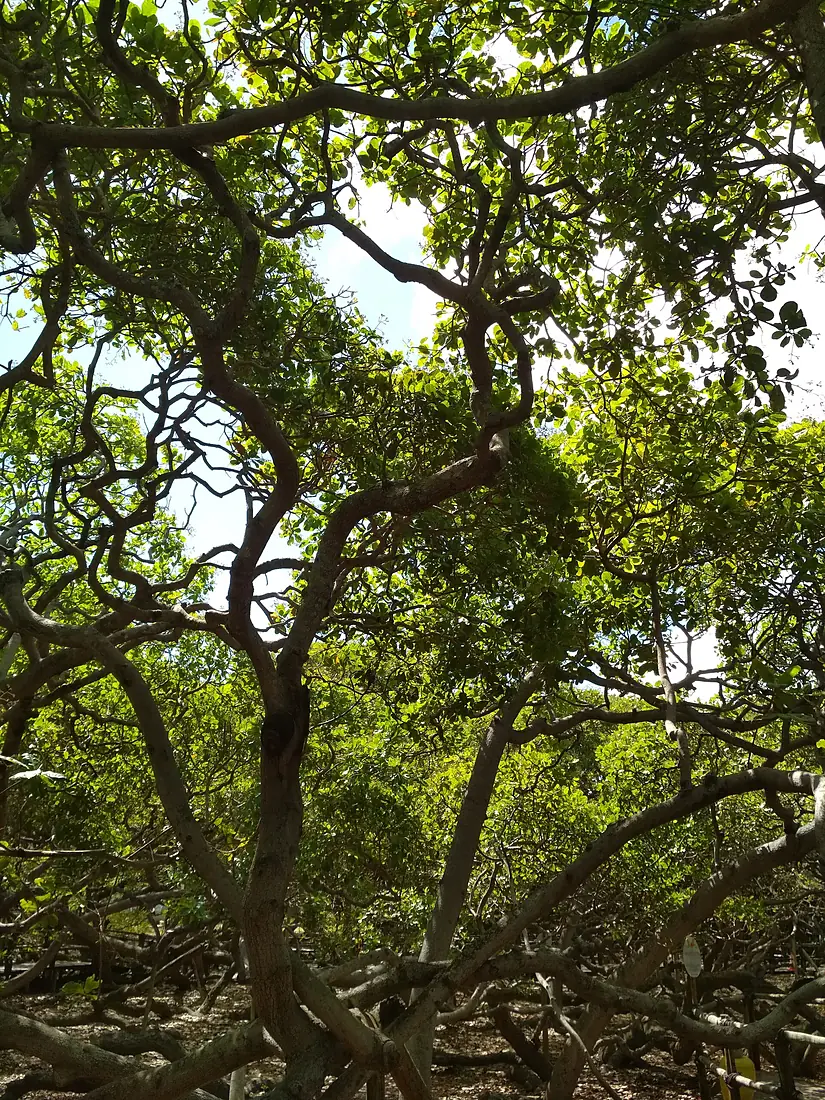 Cajueiro de Pirangi, Rio Grande do Norte