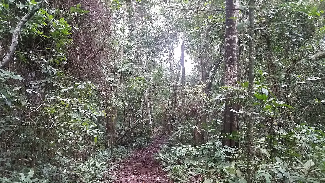 Uganda Virus Research Institute visit on 2 March 2018 - the forest 34